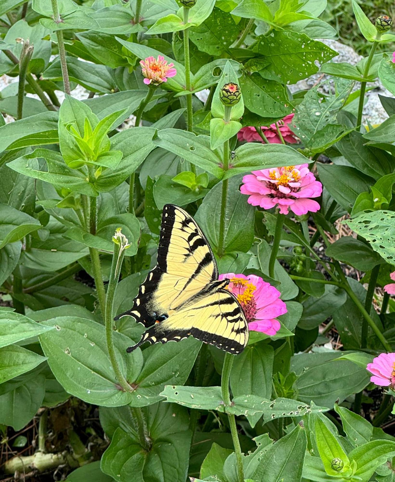 Maguire House Bed And Breakfast Ashburnham Bagian luar foto